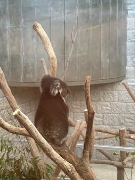 淡路ファームパーク イングランドの丘に投稿された画像（2024/9/16）