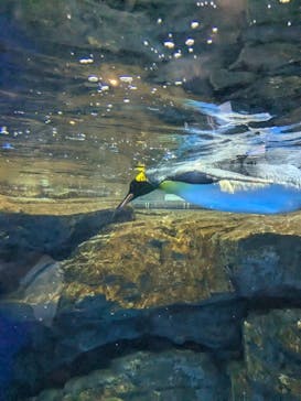 マクセル アクアパーク品川に投稿された画像（2024/9/16）