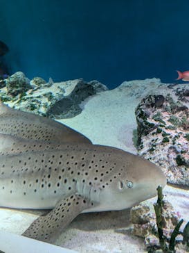 マクセル アクアパーク品川に投稿された画像（2024/9/16）