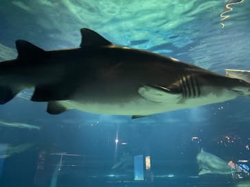 アクアワールド茨城県大洗水族館に投稿された画像（2024/9/16）