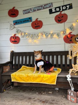 やくらいガーデンに投稿された画像（2024/9/16）