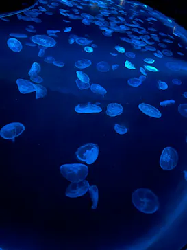 すみだ水族館に投稿された画像（2024/9/17）