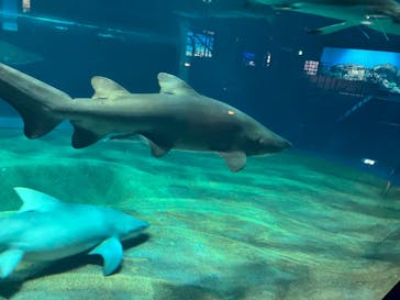 アクアワールド茨城県大洗水族館に投稿された画像（2024/9/17）
