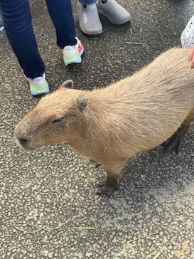 伊豆シャボテン動物公園に投稿された画像（2024/9/17）