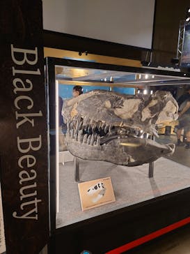 福井県立恐竜博物館に投稿された画像（2024/9/17）