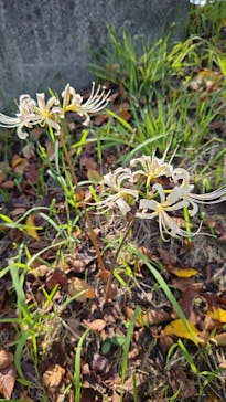 はままつフラワーパークに投稿された画像（2024/9/17）