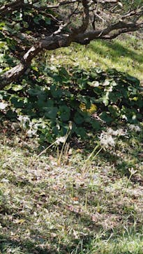 はままつフラワーパークに投稿された画像（2024/9/17）