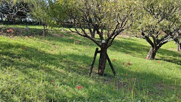 はままつフラワーパークに投稿された画像（2024/9/17）