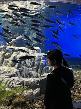 サケのふるさと 千歳水族館に投稿された画像（2024/9/17）