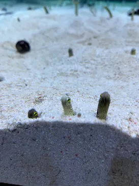 すみだ水族館に投稿された画像（2024/9/17）