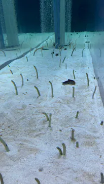 すみだ水族館に投稿された画像（2024/9/17）