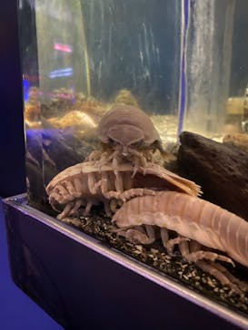 横浜・八景島シーパラダイスに投稿された画像（2024/9/17）