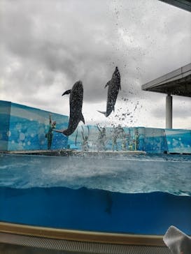 新江ノ島水族館に投稿された画像（2024/9/17）