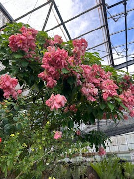 熱川バナナワニ園に投稿された画像（2024/9/17）