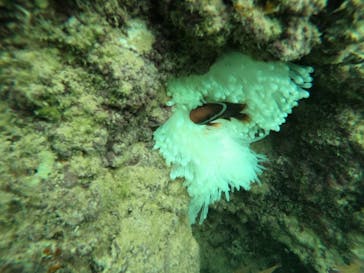 武藤潜水に投稿された画像（2024/9/17）