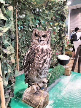 いきもの探検隊上尾に投稿された画像（2024/9/17）