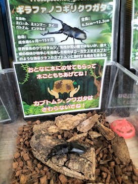 いきもの探検隊上尾に投稿された画像（2024/9/17）