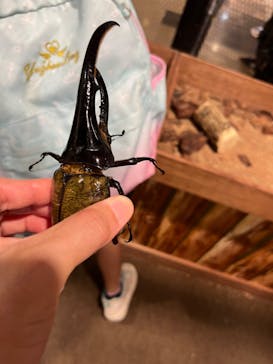 JOYPOLIS 特別イベントスペースに投稿された画像（2024/9/17）