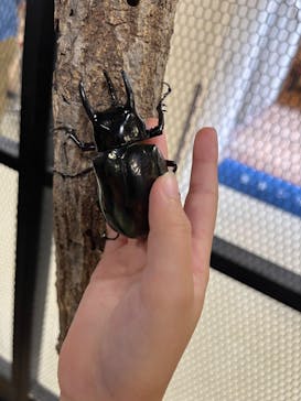 JOYPOLIS 特別イベントスペースに投稿された画像（2024/9/17）