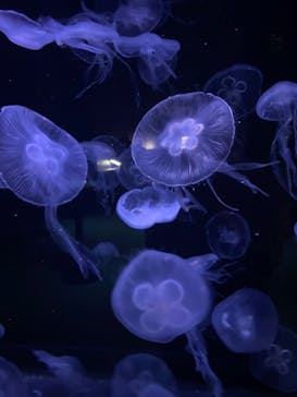 AOAO SAPPOROに投稿された画像（2024/9/17）