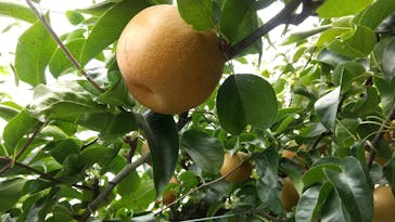 びわこもりやまフルーツランドに投稿された画像（2024/9/17）