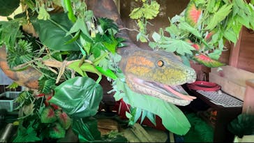 御菓子御殿　名護店　やんばる亜熱帯の森DINO恐竜PARKに投稿された画像（2024/9/17）