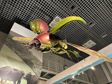 特別展「昆虫 MANIAC」（国立科学博物館）に投稿された画像（2024/9/18）