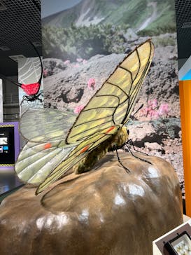 特別展「昆虫 MANIAC」（国立科学博物館）に投稿された画像（2024/9/18）