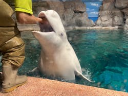 名古屋港水族館に投稿された画像（2024/9/18）