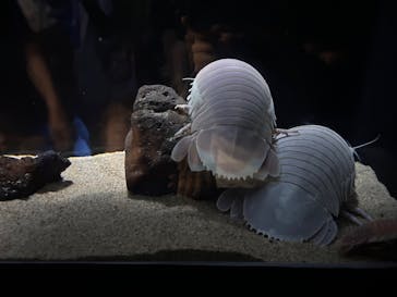 サンシャイン水族館に投稿された画像（2024/9/18）