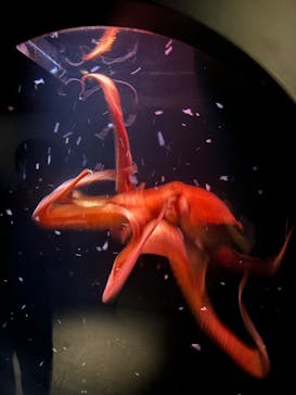 環境水族館アクアマリンふくしまに投稿された画像（2024/9/18）