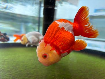 環境水族館アクアマリンふくしまに投稿された画像（2024/9/18）