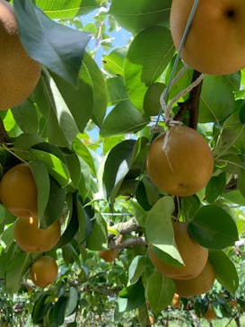 びわこもりやまフルーツランドに投稿された画像（2024/9/18）