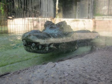 熱川バナナワニ園に投稿された画像（2024/9/14）