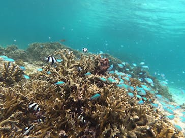 オースリーシュノーケル宮古島に投稿された画像（2024/9/18）