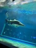 アクアワールド茨城県大洗水族館に投稿された画像（2024/9/18）