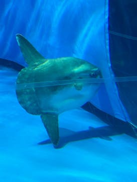 アクアワールド茨城県大洗水族館に投稿された画像（2024/9/18）