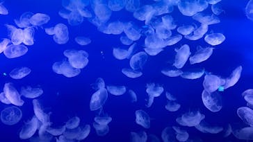 新江ノ島水族館に投稿された画像（2024/9/18）