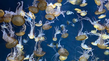 新江ノ島水族館に投稿された画像（2024/9/18）