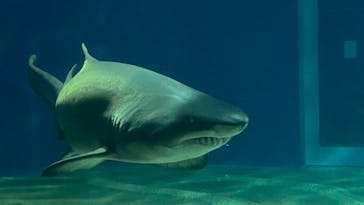 アクアワールド茨城県大洗水族館に投稿された画像（2024/9/18）