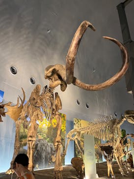 福井県立恐竜博物館に投稿された画像（2024/9/18）