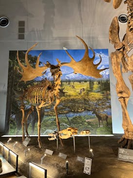 福井県立恐竜博物館に投稿された画像（2024/9/18）