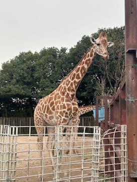 東武動物公園に投稿された画像（2024/9/18）