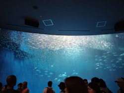 名古屋港水族館に投稿された画像（2024/9/18）