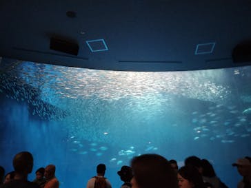 名古屋港水族館に投稿された画像（2024/9/18）