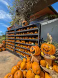 ひらかたパークに投稿された画像（2024/9/19）