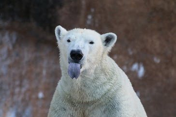 天王寺動物園に投稿された画像（2024/9/18）