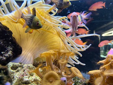 京都水族館に投稿された画像（2024/9/18）