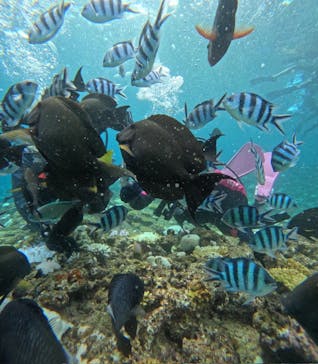 沖縄マリンサービス碧に投稿された画像（2024/9/19）