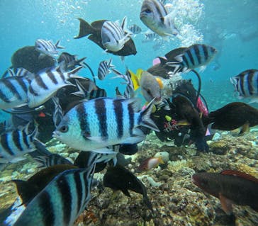 沖縄マリンサービス碧に投稿された画像（2024/9/19）